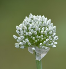 Allium cepa cepa