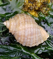 Nucella canaliculata