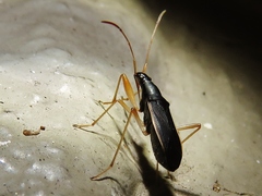 Cnemodus mavortius