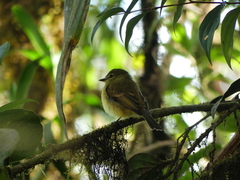 Myiophobus flavicans