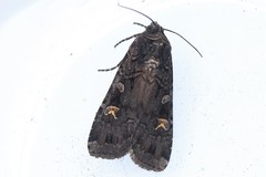 Actebia fennica