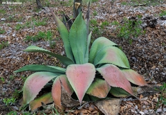 Agave shrevei