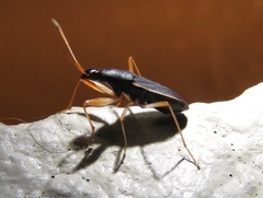 Cnemodus mavortius