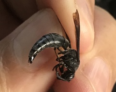 Synoeca septentrionalis