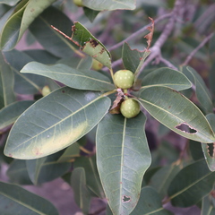 Ficus henneana