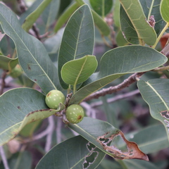 Ficus henneana