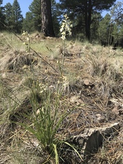 Anticlea elegans elegans