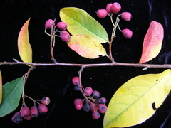 Cotoneaster gamblei