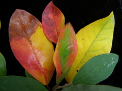 Cotoneaster gamblei
