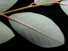 Cotoneaster gamblei