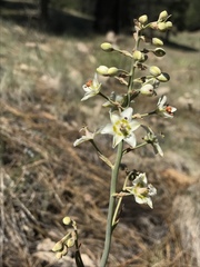 Anticlea elegans elegans