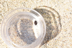 Eurydema herbacea