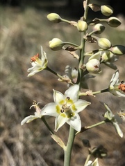 Anticlea elegans elegans