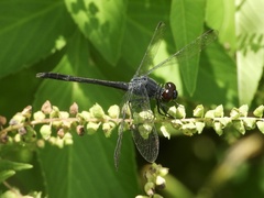 Erythrodiplax berenice
