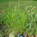 Carex muskingumensis - Photo (c) Lee Elliott, μερικά δικαιώματα διατηρούνται (CC BY-NC-SA), uploaded by Lee Elliott