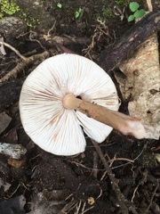 Amanita brunneolocularis