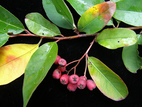 Gamble's Cotoneaster (Cotoneaster gamblei)