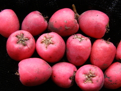 Cotoneaster gamblei