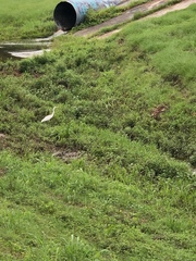 Ardea alba