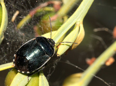 Canthophorus melanopterus
