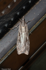 Scoparia indistinctalis