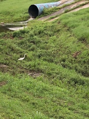 Ardea alba