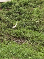 Ardea alba