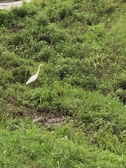Ardea alba