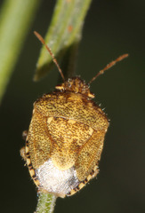 Staria lunata
