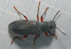 Xylopinus saperdoides