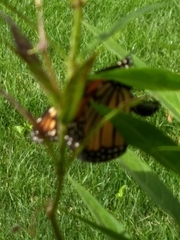 Danaus plexippus