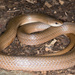 Blood Snake - Photo (c) Chris Harrison, some rights reserved (CC BY-NC), uploaded by Chris Harrison