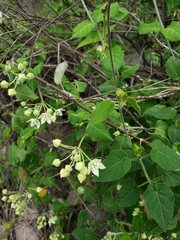 Funastrum pannosum