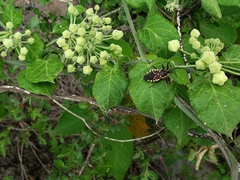 Funastrum pannosum