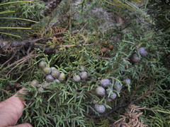 Juniperus monticola
