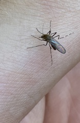Aedes canadensis canadensis
