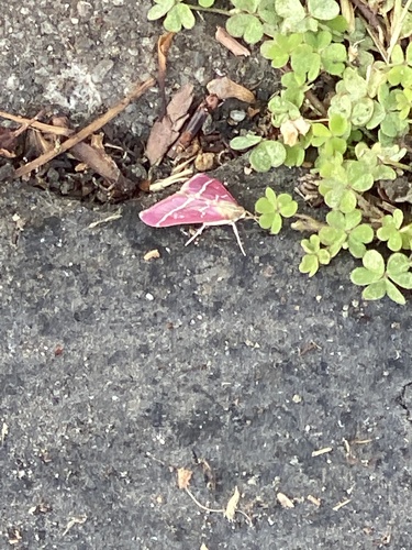 Volupial Mint Moth photo 4
