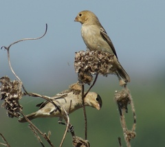 Sporophila minuta