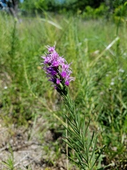 Liatris aestivalis