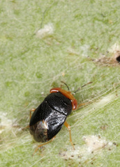 Geocoris erythrocephalus