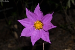 Dahlia wixarika