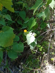 Abutilon fruticosum