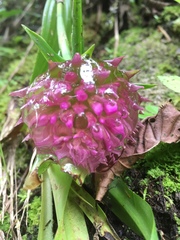 Elleanthus capitatus