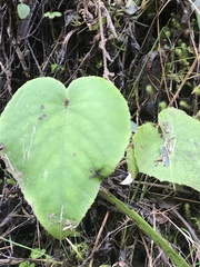 Brachyglottis turneri
