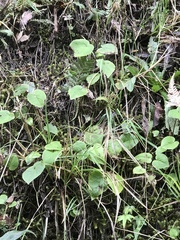 Brachyglottis turneri