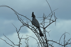 Corythaixoides leucogaster