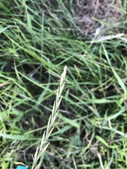 Elymus smithii