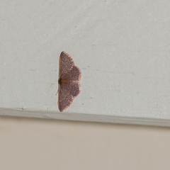 Idaea inversata