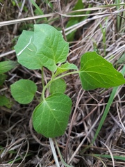 Physalis longifolia subglabrata