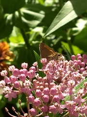 Polites themistocles